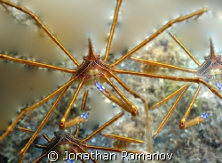 Funny Arrow Crabs
Shot with Canon 20d with 50mm macro le... by Jonathan Romanov 